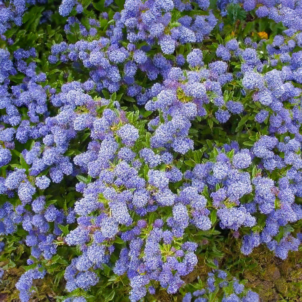 Ceanothus 'Blue Mound'
