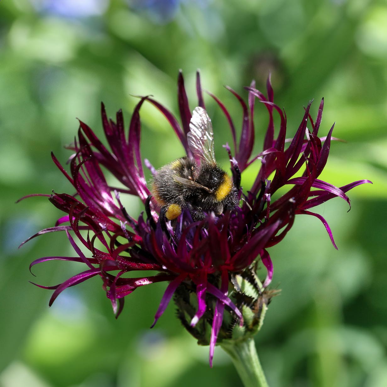 Centaurea montana 'Jordy'