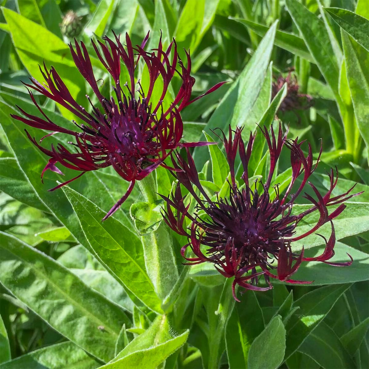 Centaurea montana 'Jordy'
