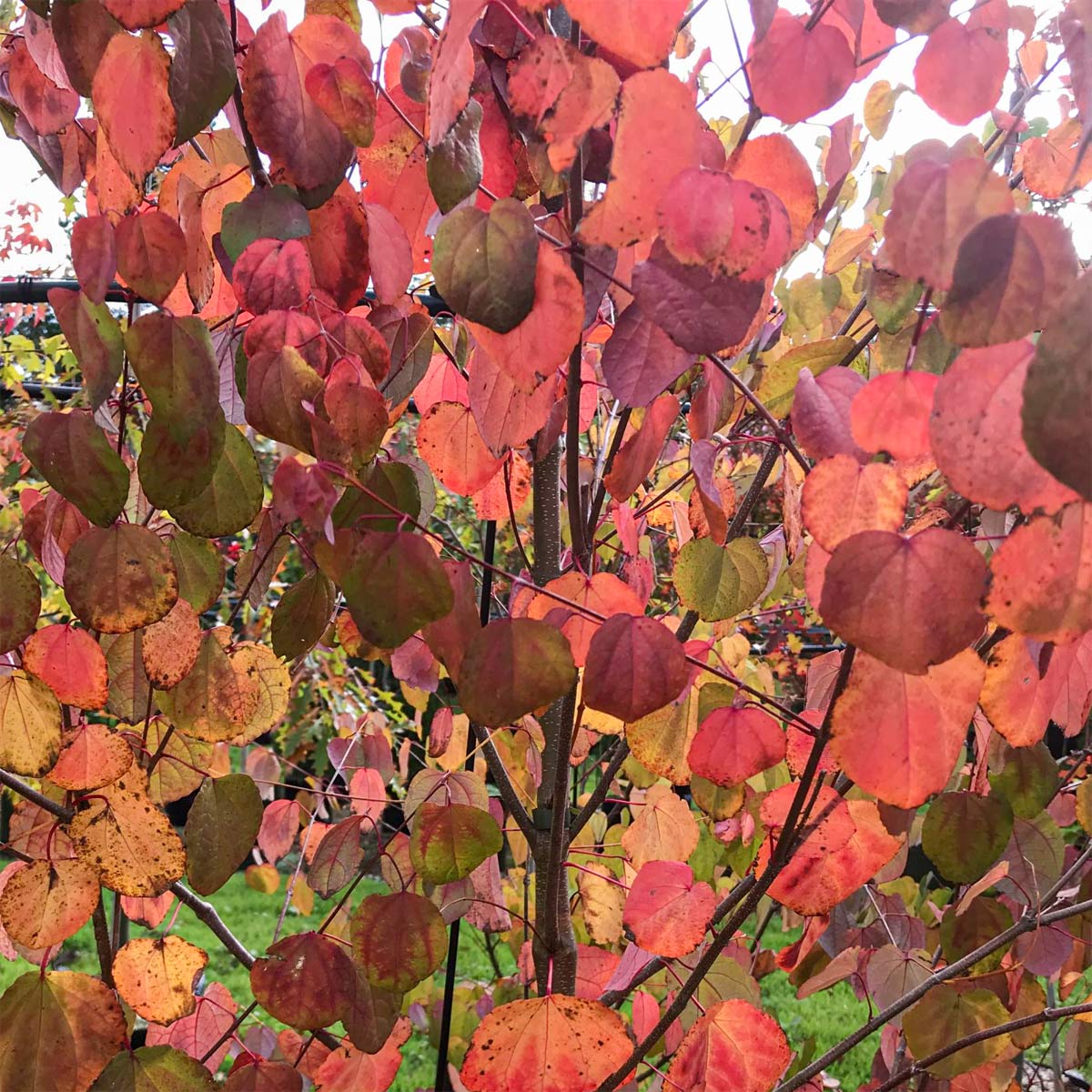 Cercidiphyllum japonicum - Katsura Tree