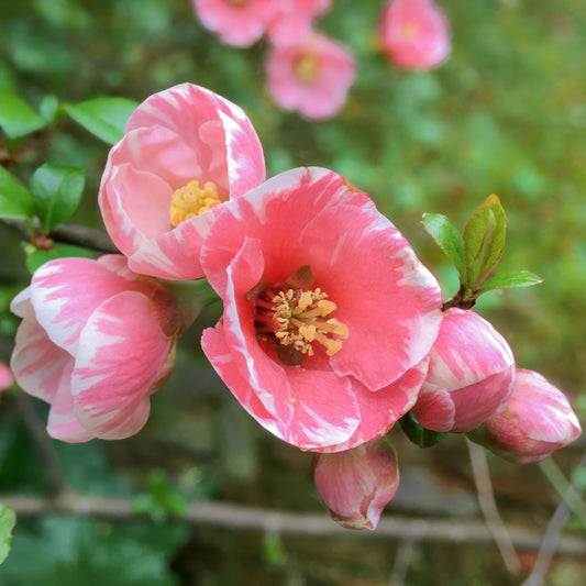 Chaenomeles 'Madame Butterfly'