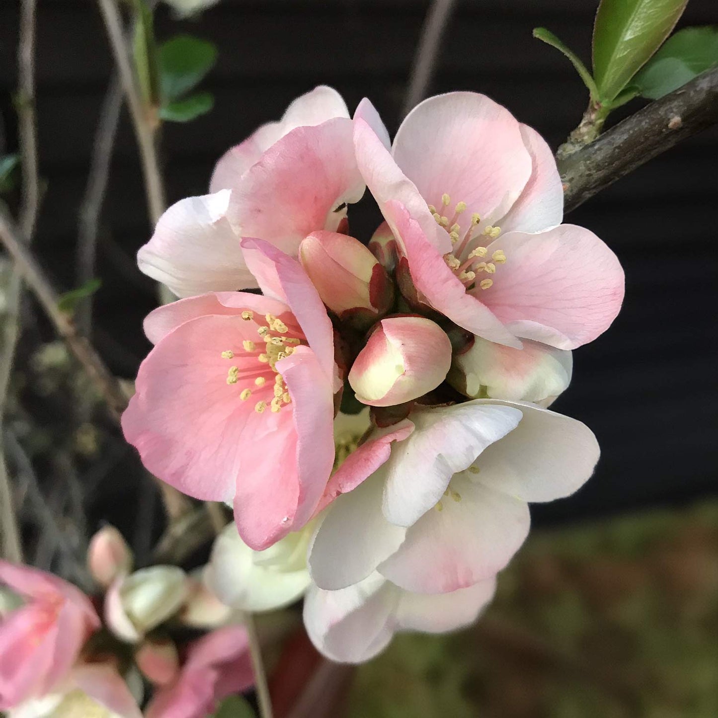 Chaenomeles speciosa 'Moerloosei'