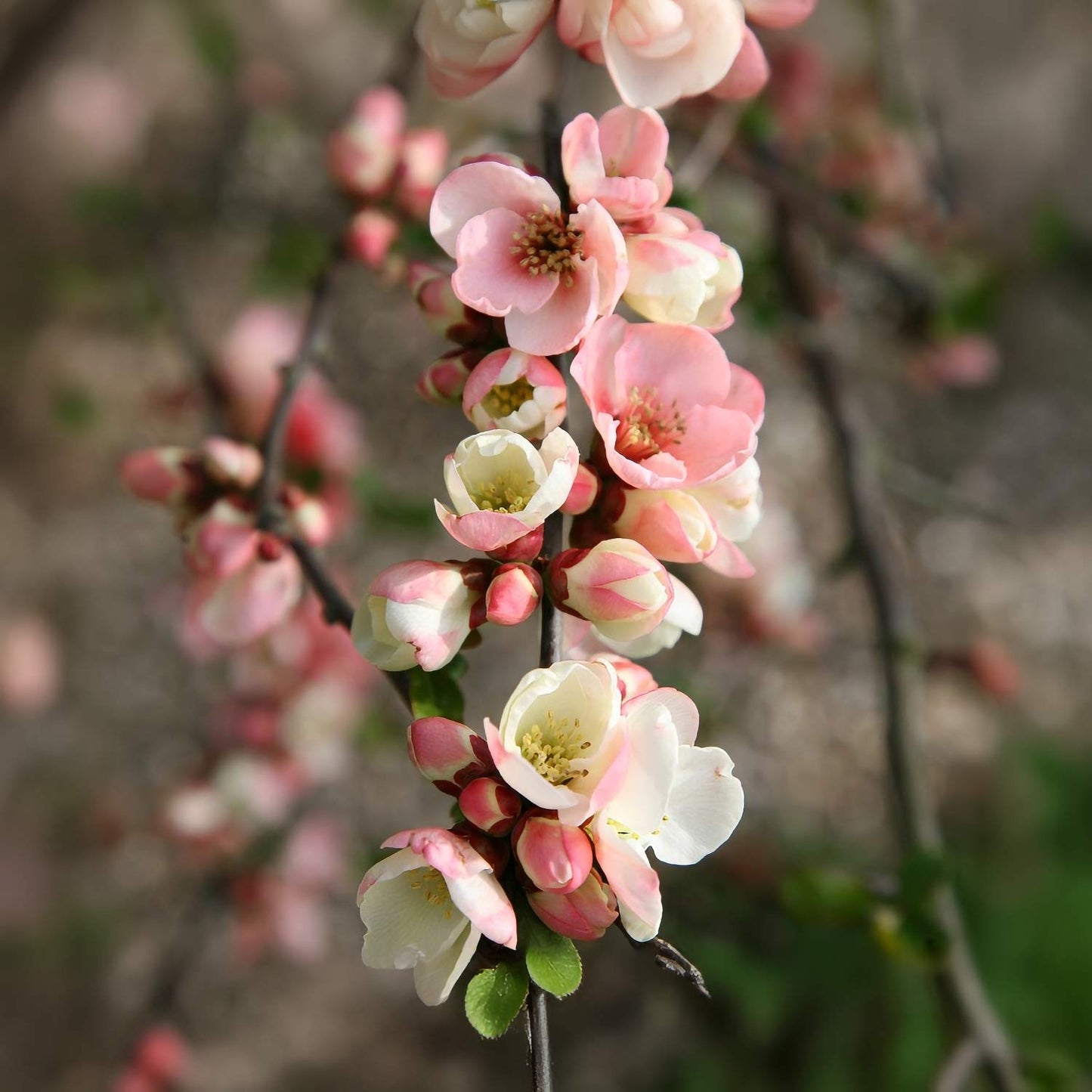 Chaenomeles speciosa 'Moerloosei'