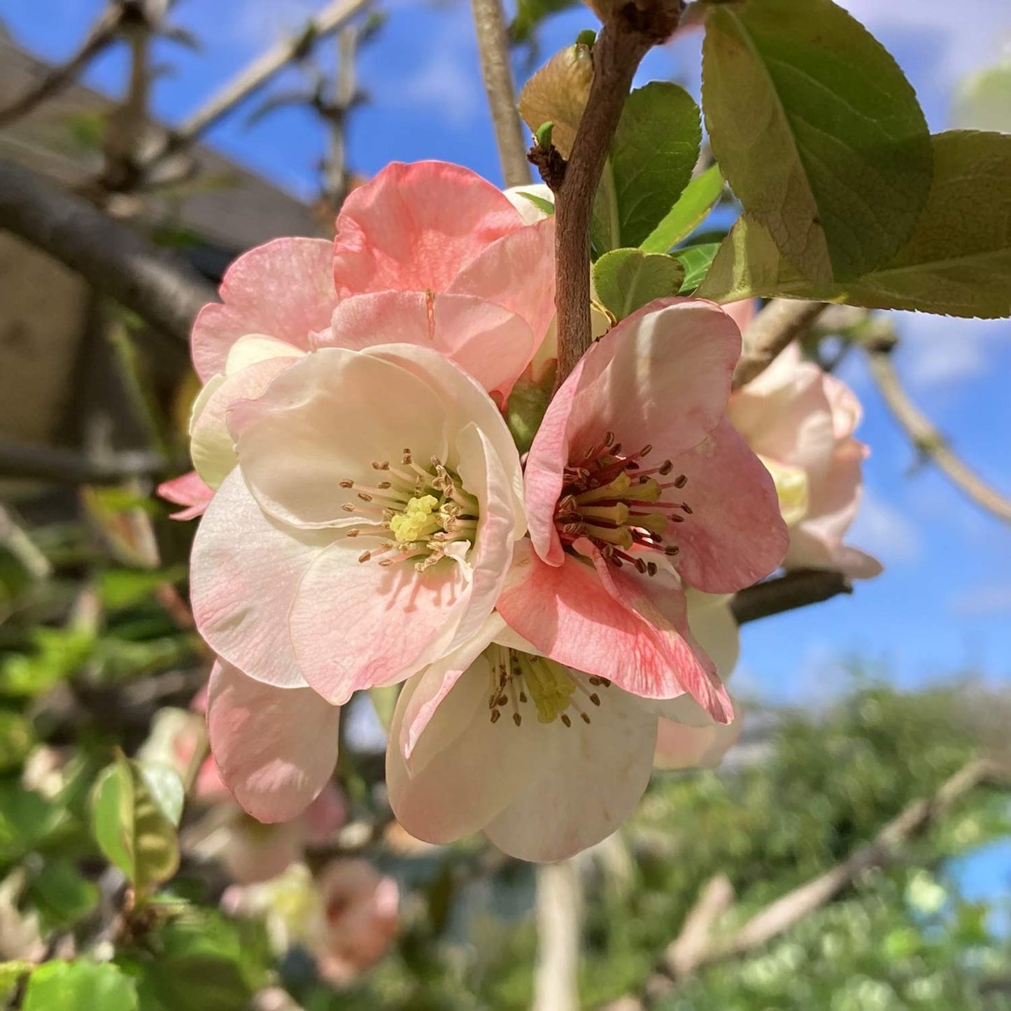 Chaenomeles speciosa 'Moerloosei'
