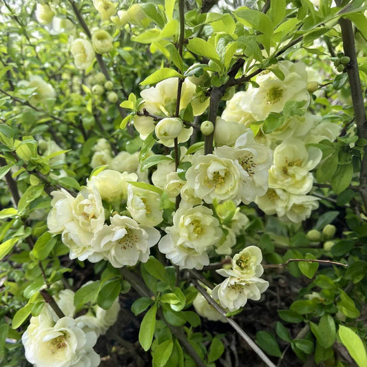 Chaenomeles speciosa 'Yukigoten'