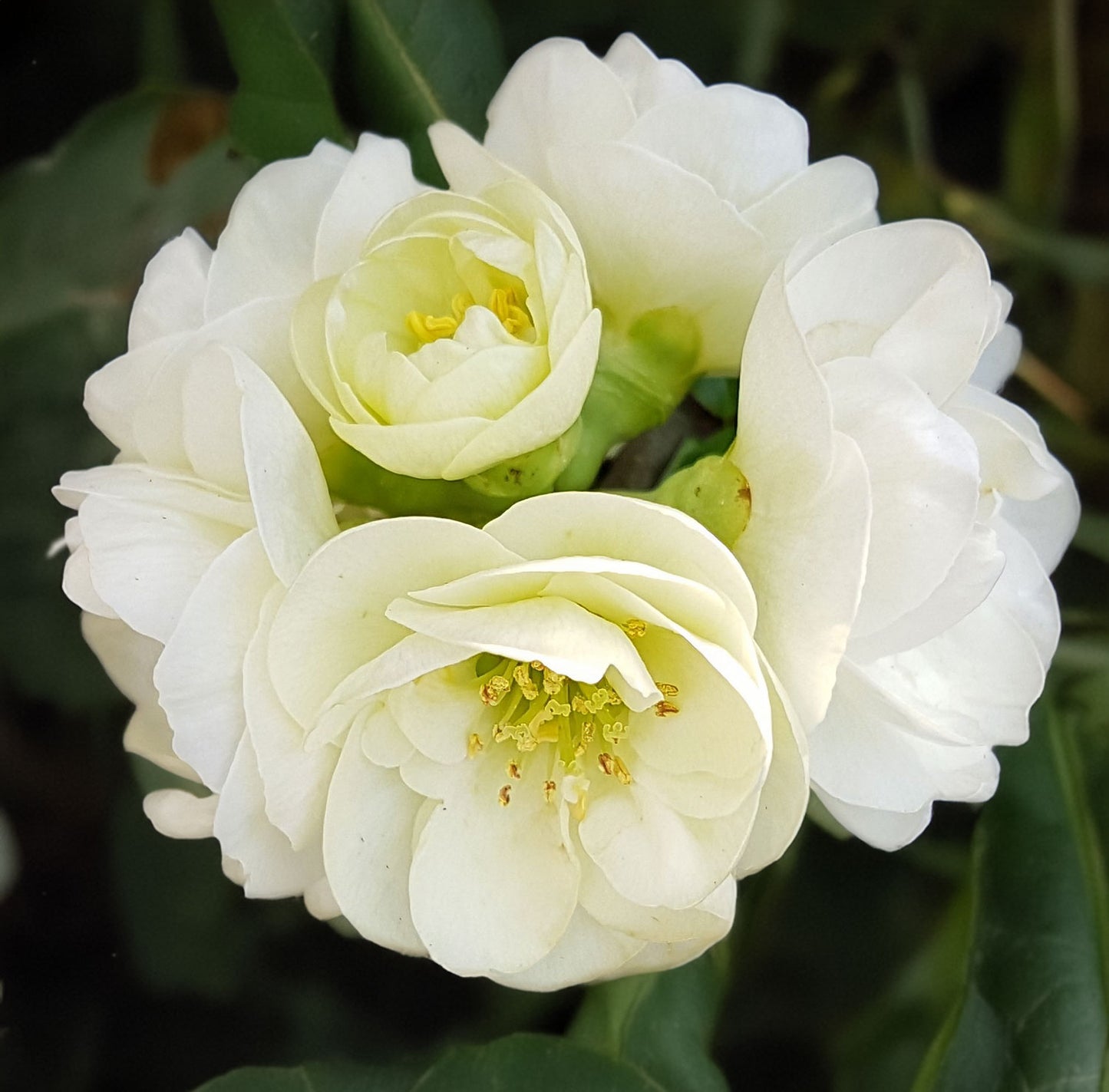 Chaenomeles speciosa 'Yukigoten'