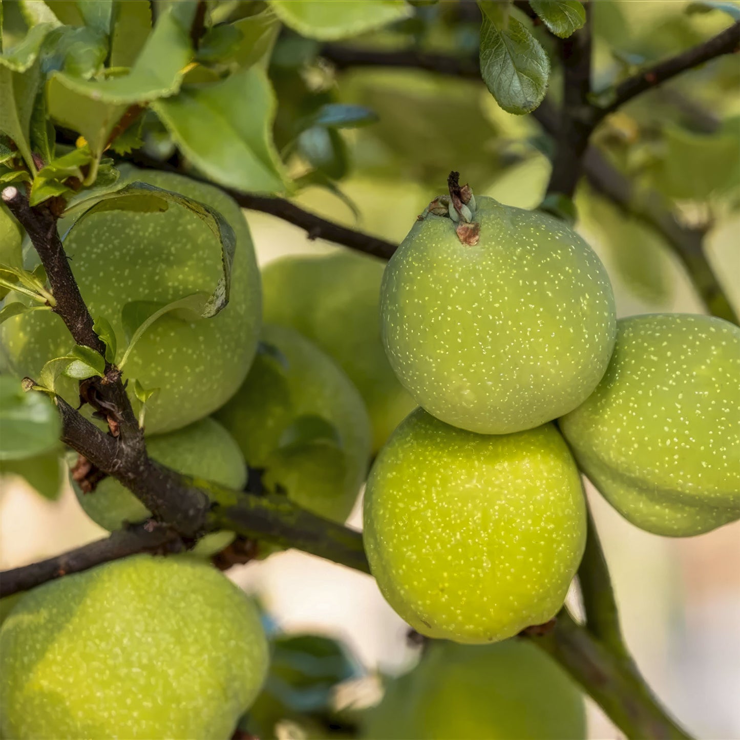 Chaenomeles x superba 'Jet Trail'