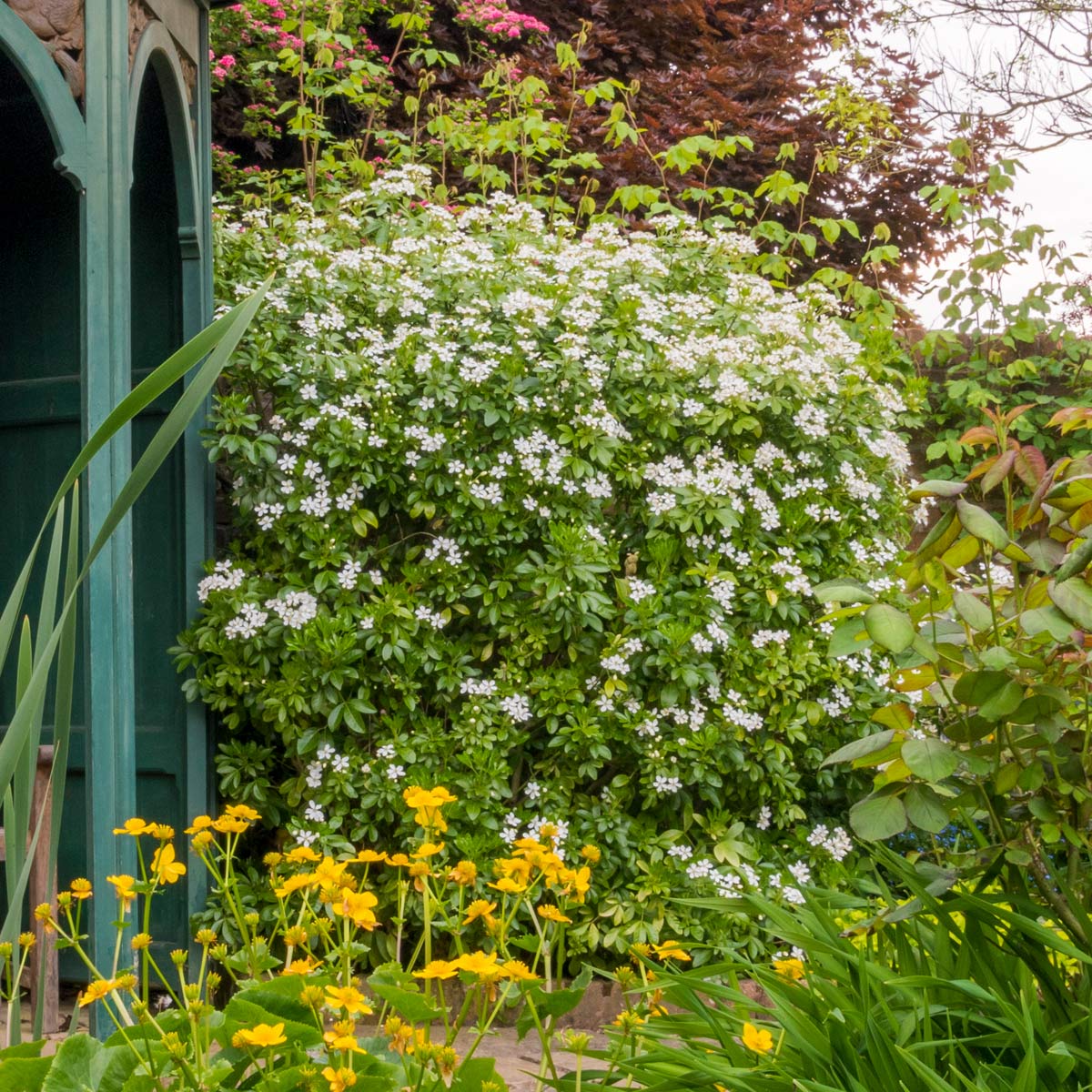 Choisya ternata in the Town Paradise Garden at Barnsdale Gardens