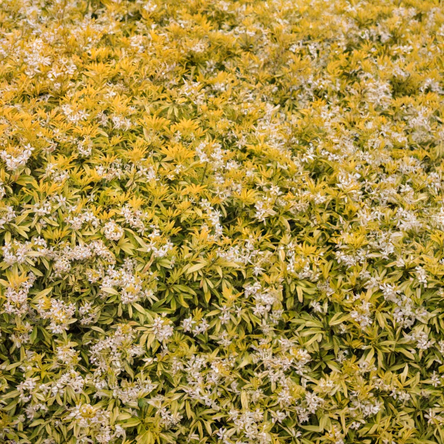 Choisya ternata 'Goldfingers'