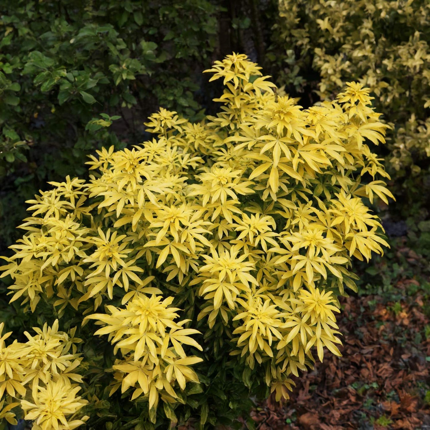 Choisya ternata 'Goldfingers'