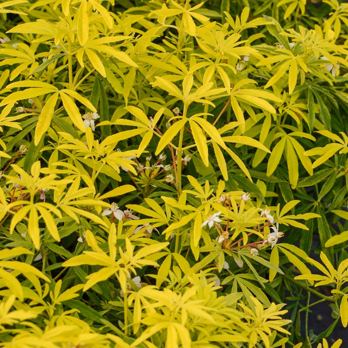 Choisya ternata 'Goldfingers'
