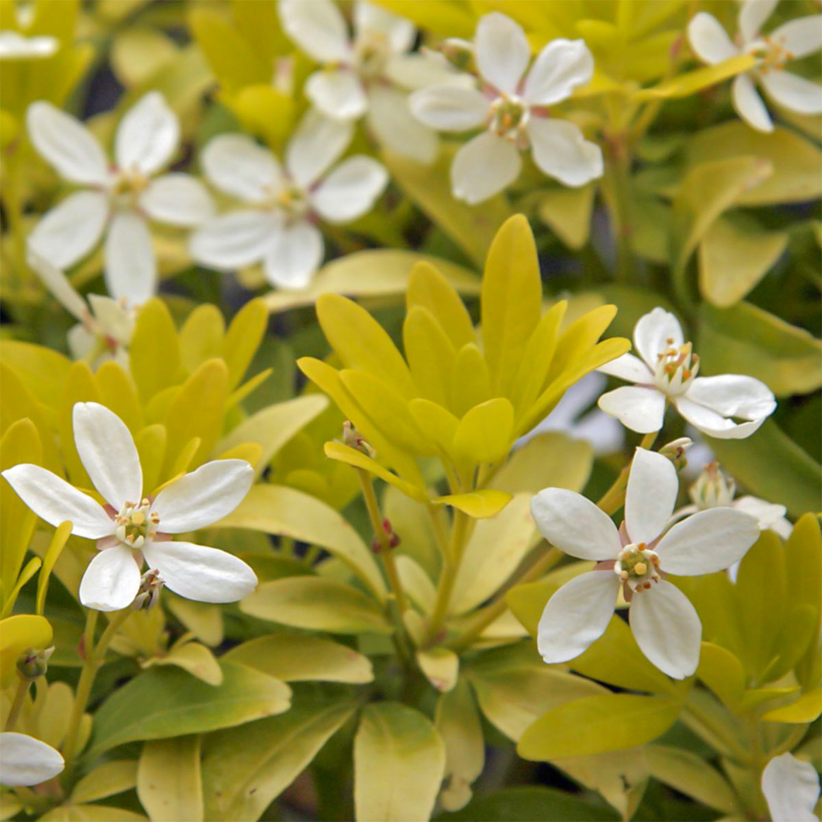 Choisya ternata 'Sundance'