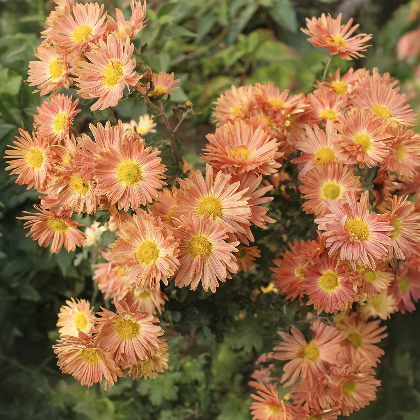 Chrysanthemum 'Cottage Apricot'