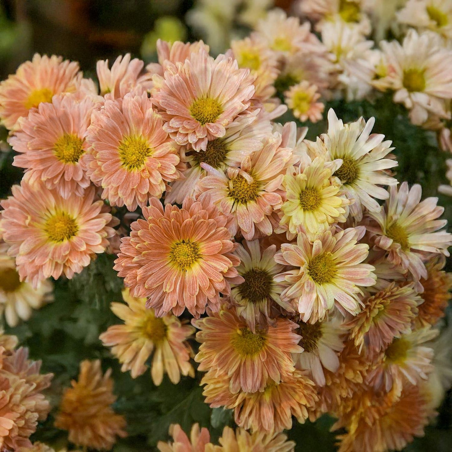 Chrysanthemum 'Cottage Apricot'