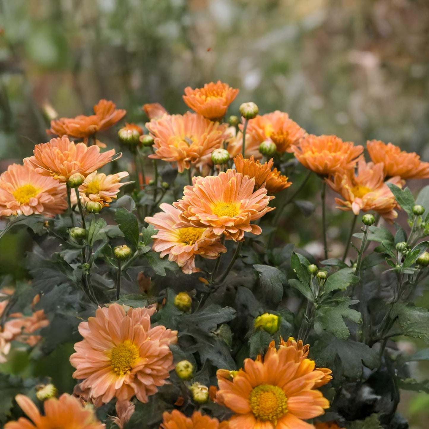 Chrysanthemum 'Cottage Apricot'