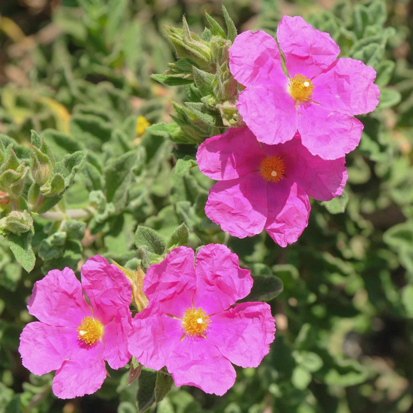 Cistus x pulverulentus 'Sunset'. Pink Rock Rose