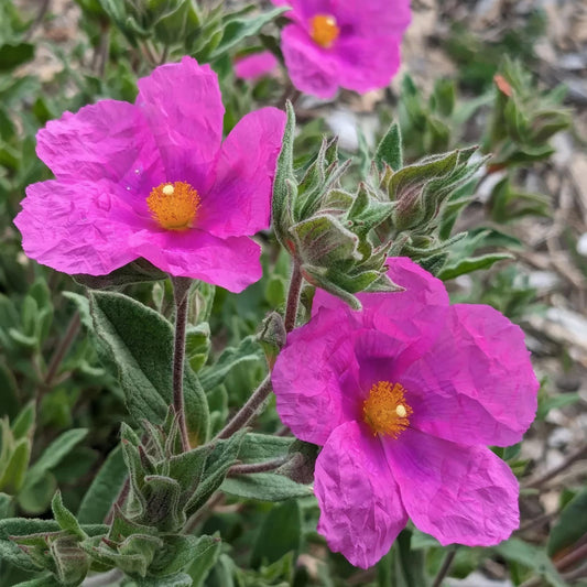 Cistus x pulverulentus 'Sunset'. Pink Rock Rose