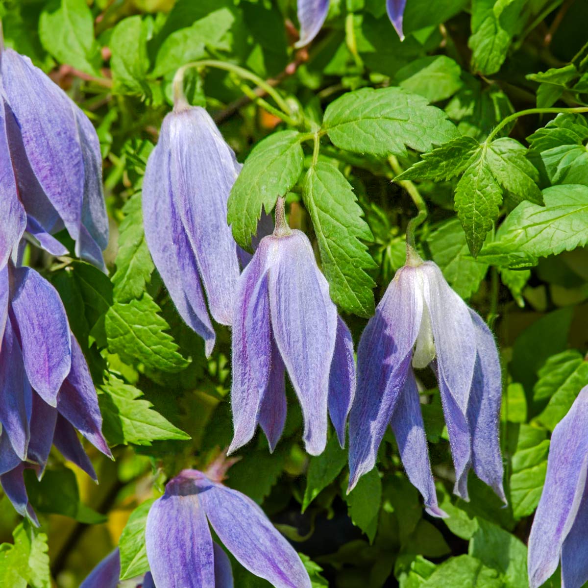 Clematis alpina 'Blue Dancer'