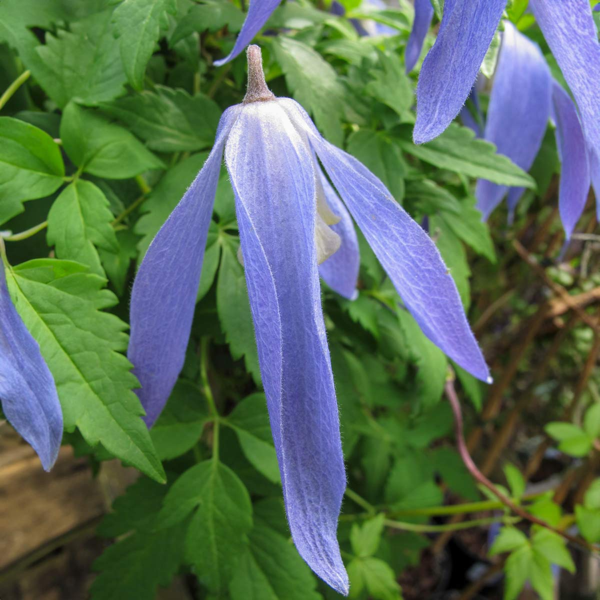 Clematis alpina 'Blue Dancer'