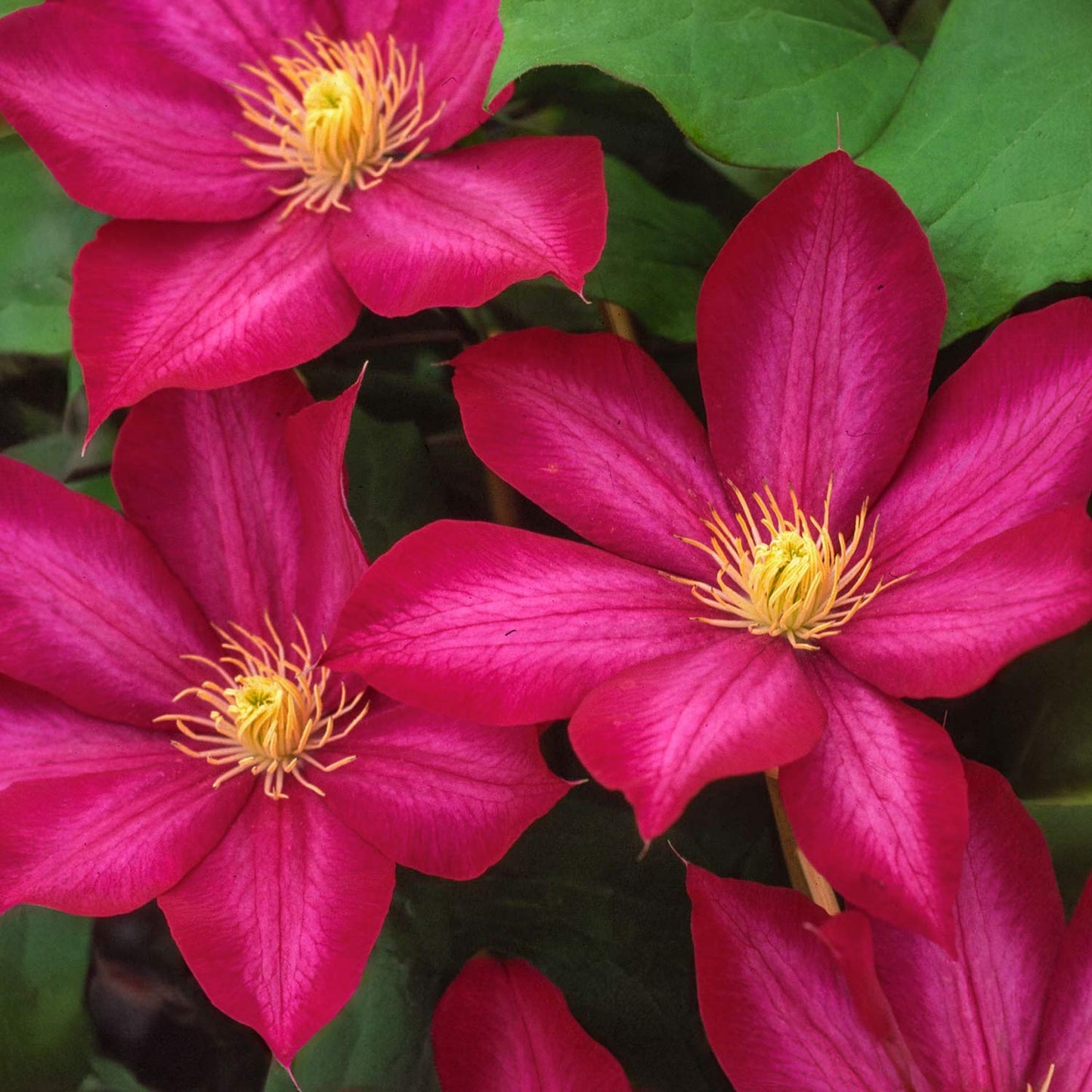 Clematis 'Bourbon'
