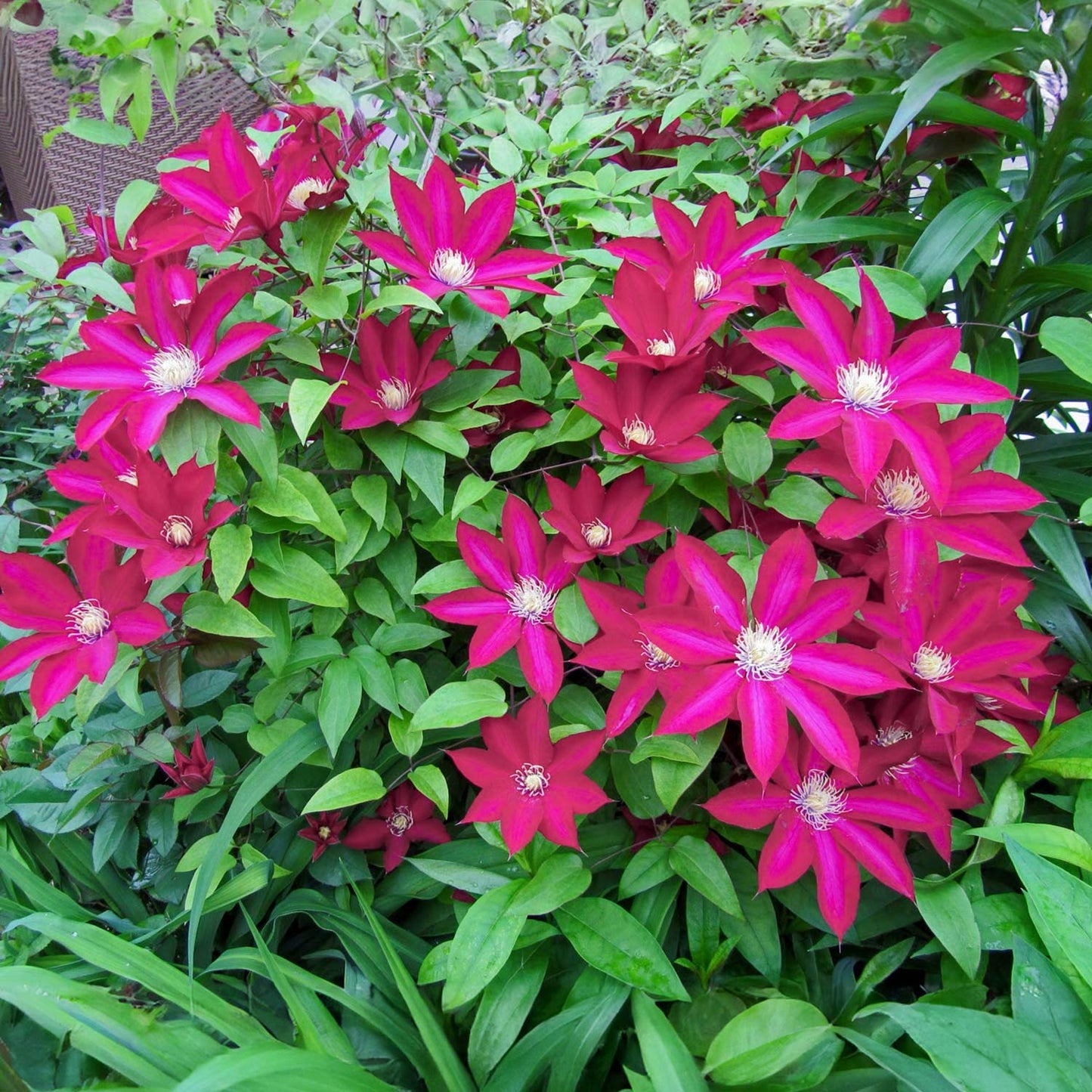 Clematis 'Bourbon'