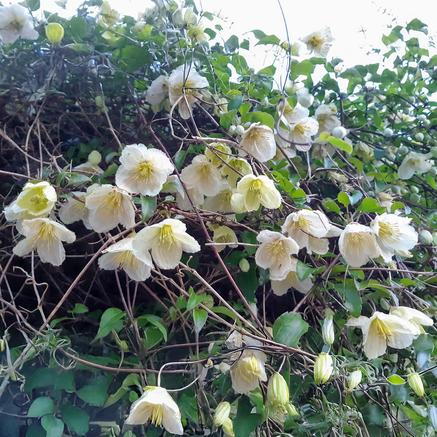 Clematis cirrhosa 'Jingle Bells'
