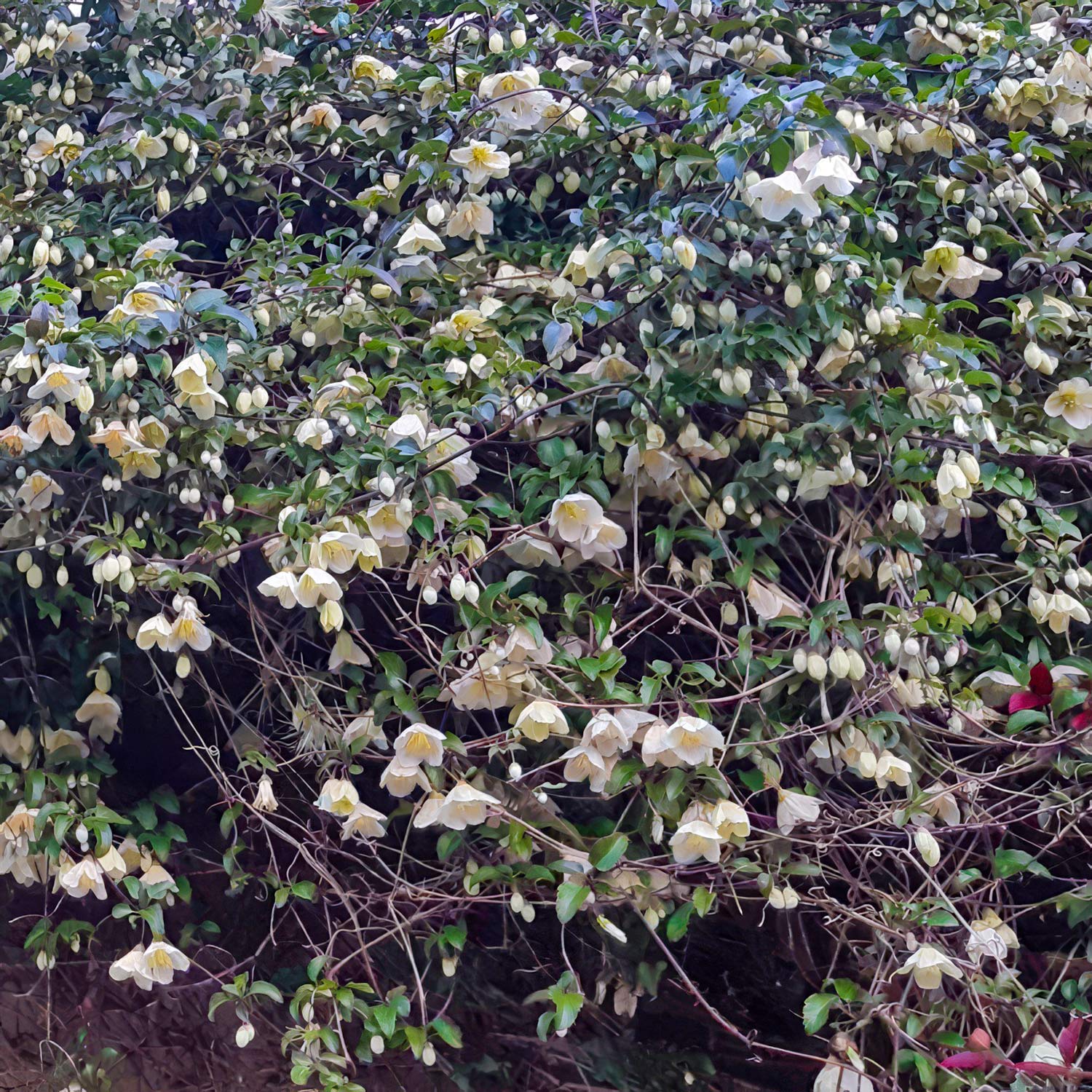 Clematis cirrhosa 'Jingle Bells'