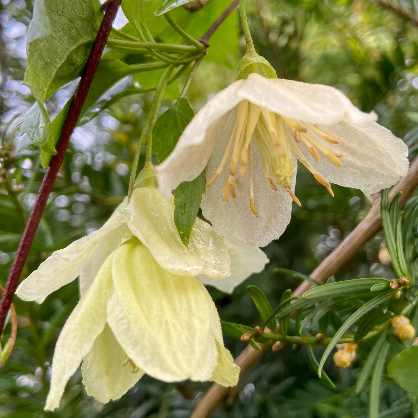 Clematis cirrhosa 'Wisley Cream'
