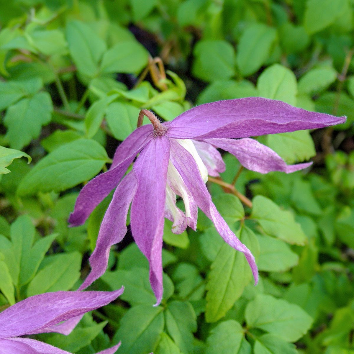 Clematis macropetala 'Jan Lindmark'