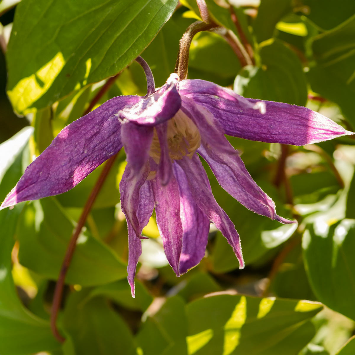 Clematis macropetala 'Jan Lindmark'