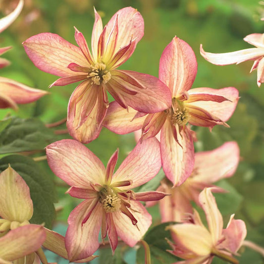 Clematis montana 'Marjorie'