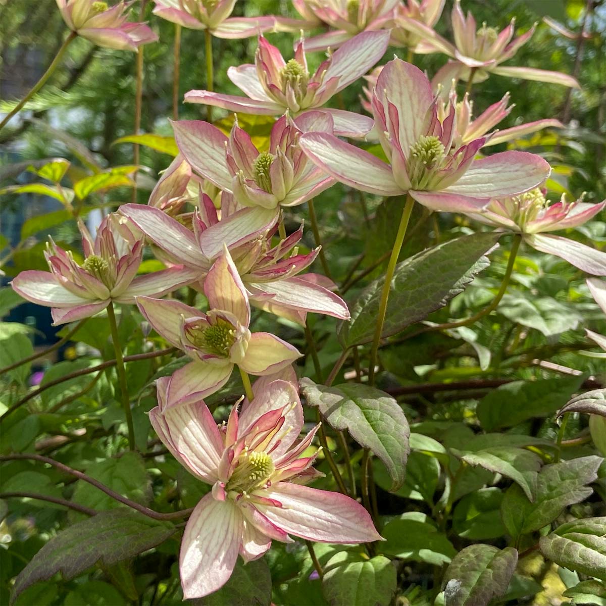 Clematis montana 'Marjorie'