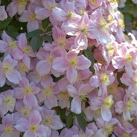 Clematis montana 'Mayleen'