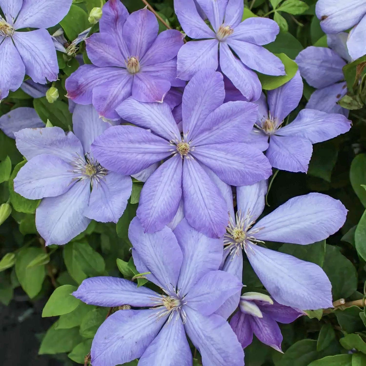 Clematis 'Mrs Cholmondeley'
