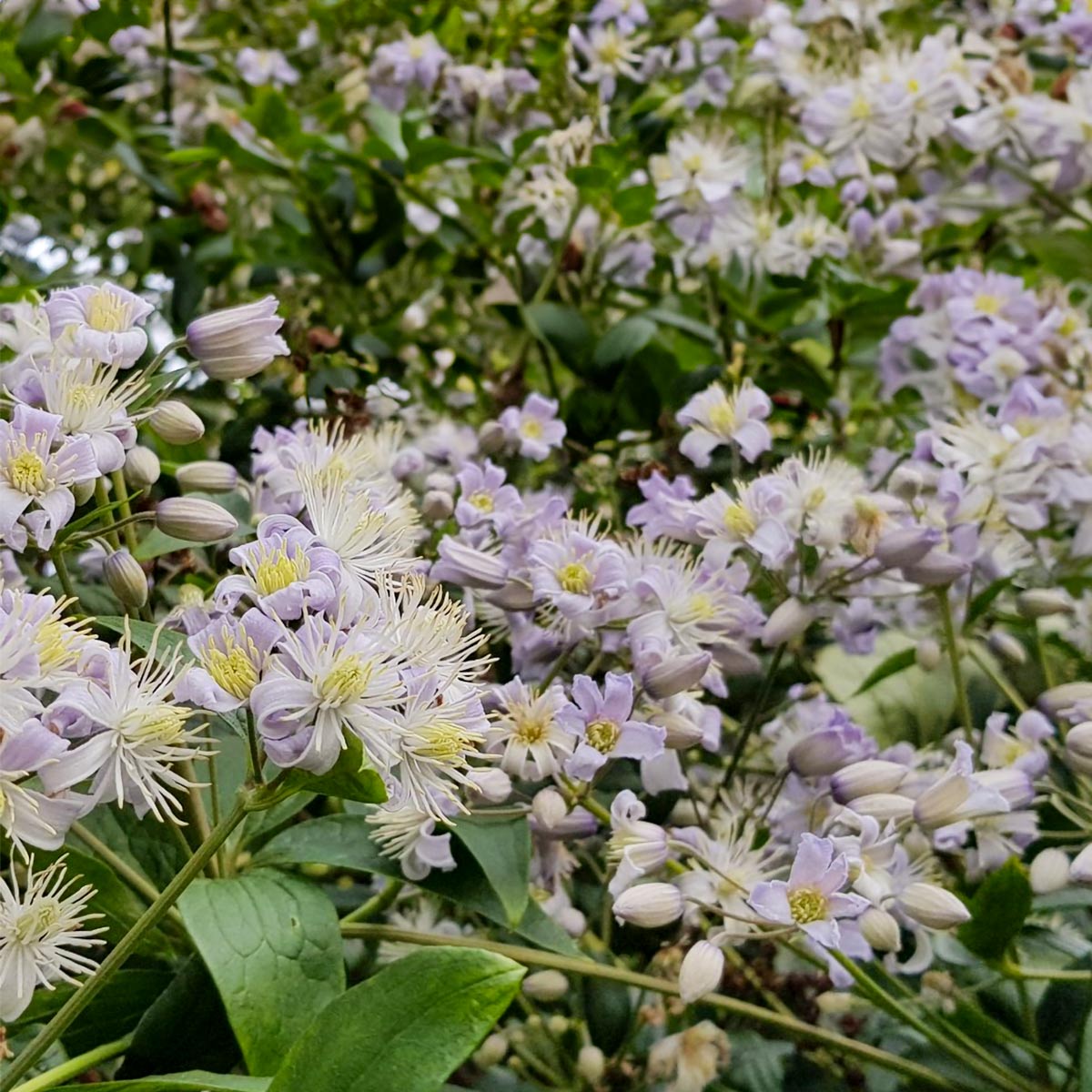 Clematis 'Mrs Robert Brydon'