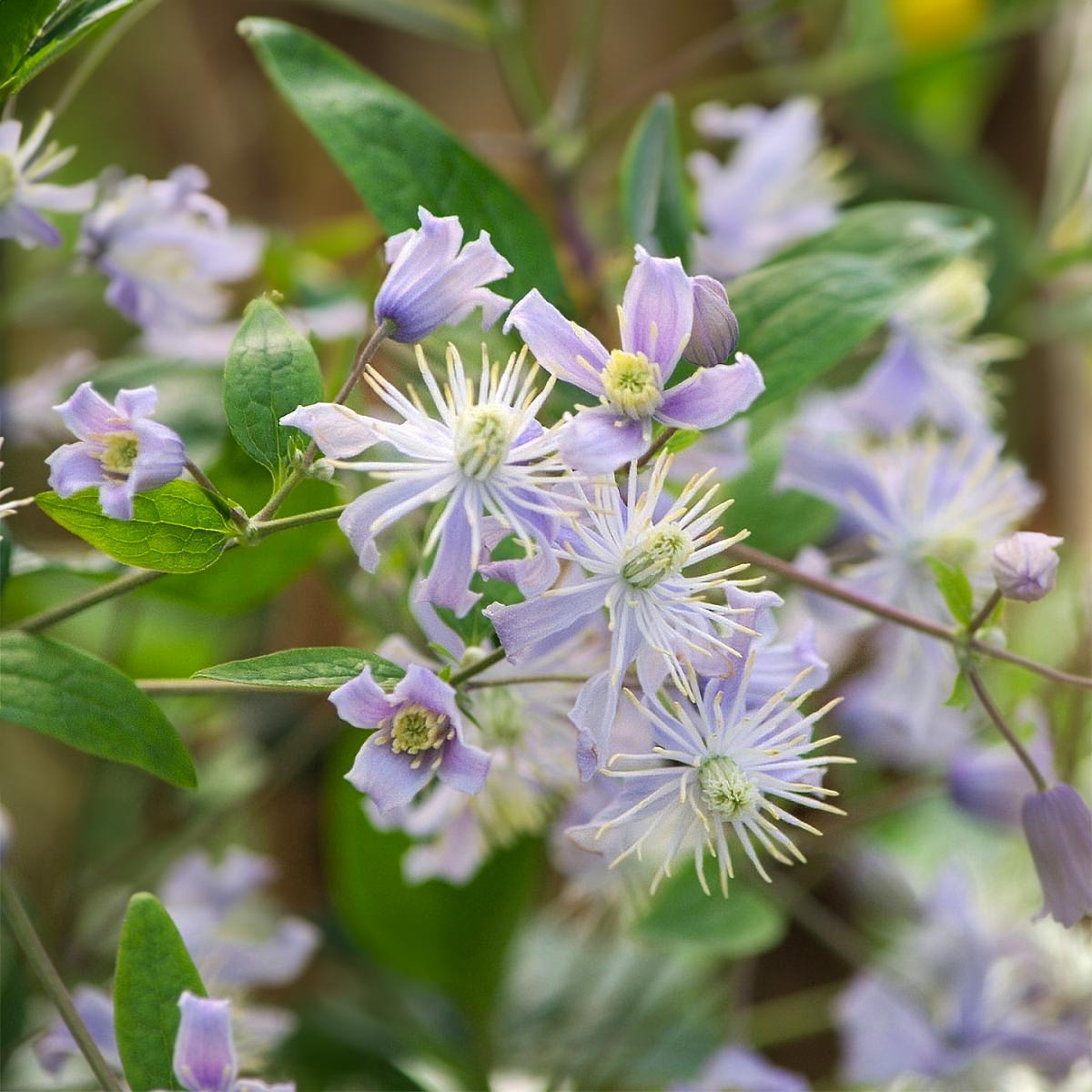 Clematis x jouiniana 'Mrs Robert Brydon'