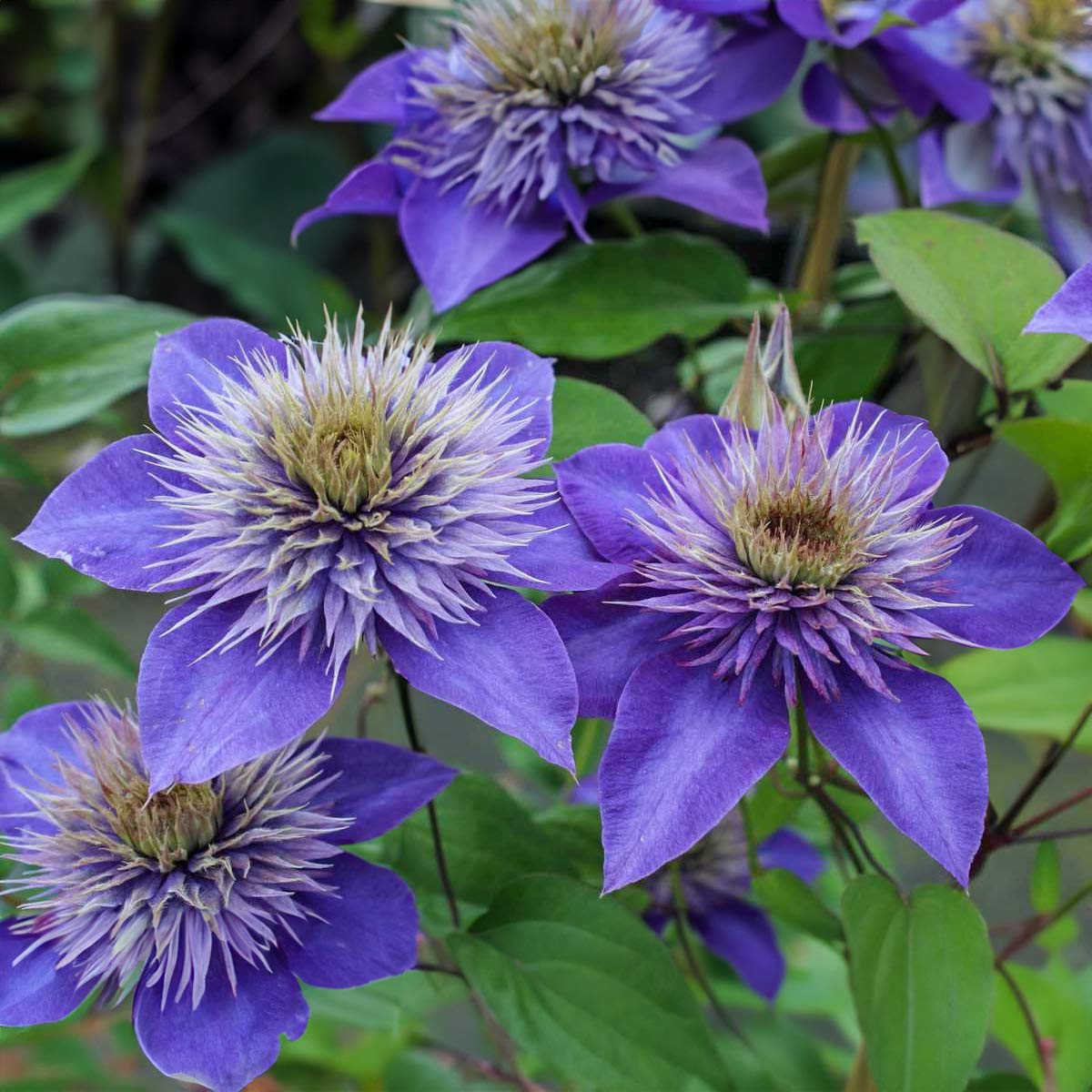 Clematis 'Multi Blue'