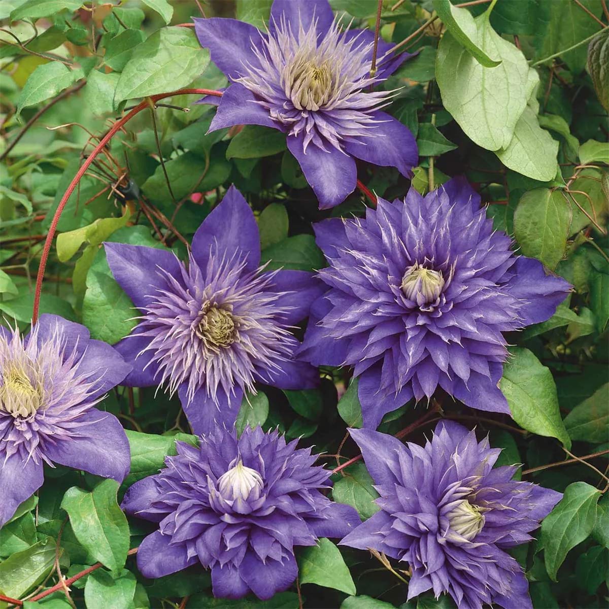 Clematis 'Multi Blue'