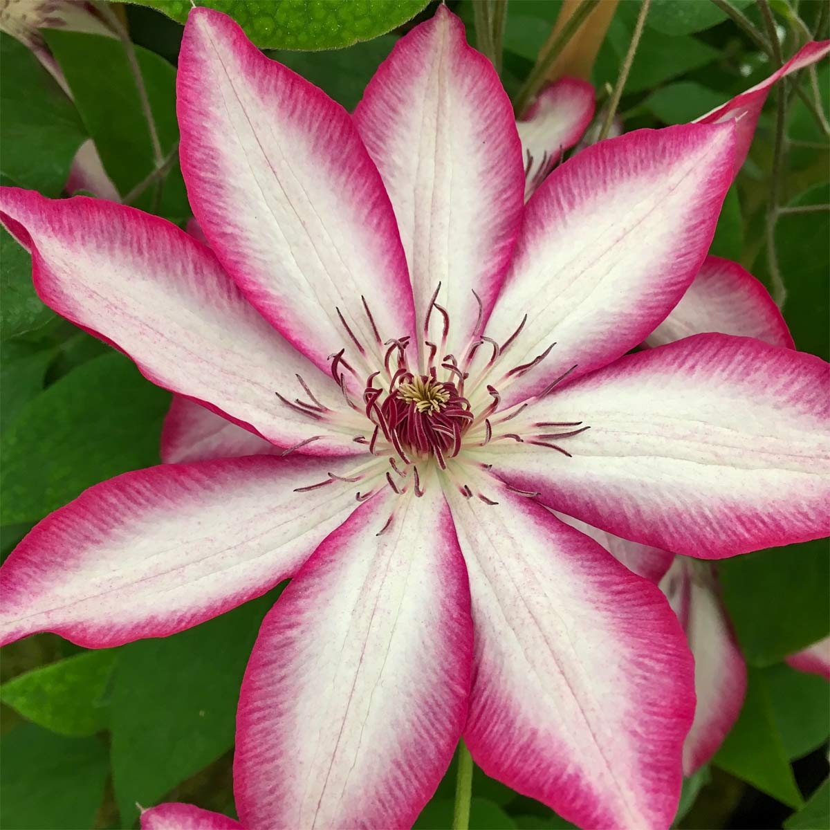 Clematis Picotee