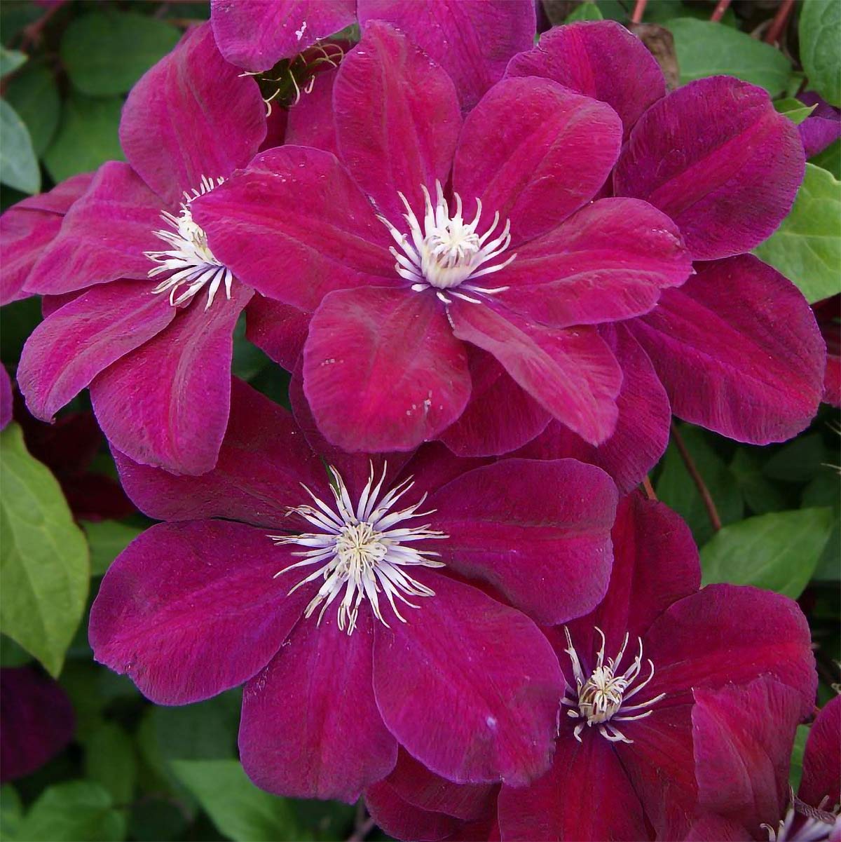 Clematis 'Rouge Cardinal'