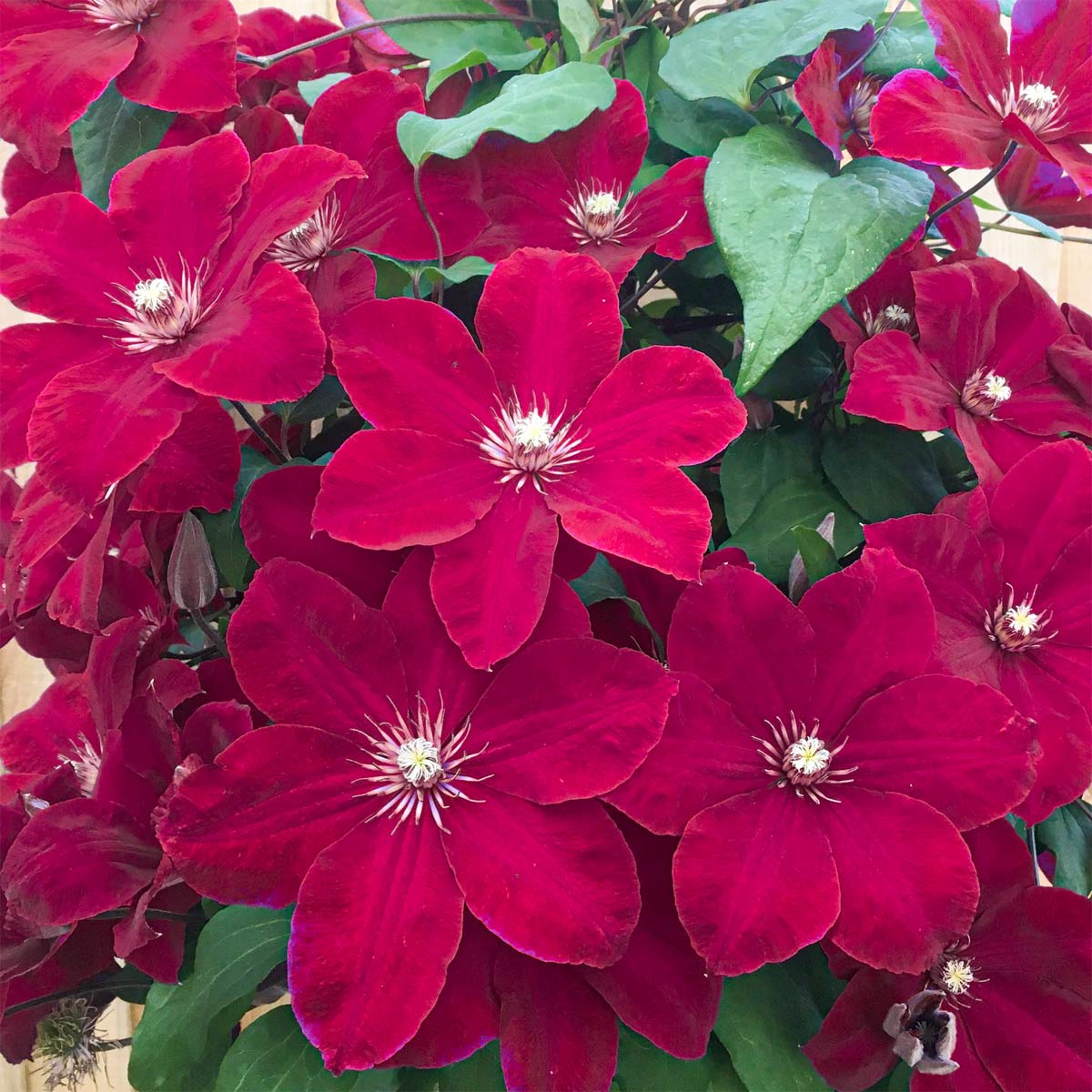 Clematis 'Rouge Cardinal'