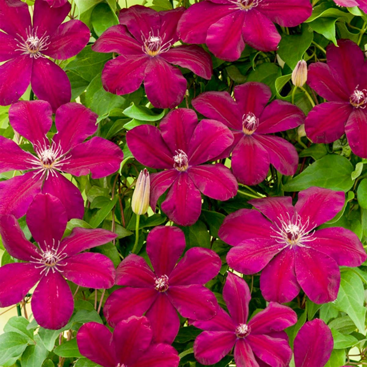 Clematis 'Rouge Cardinal'