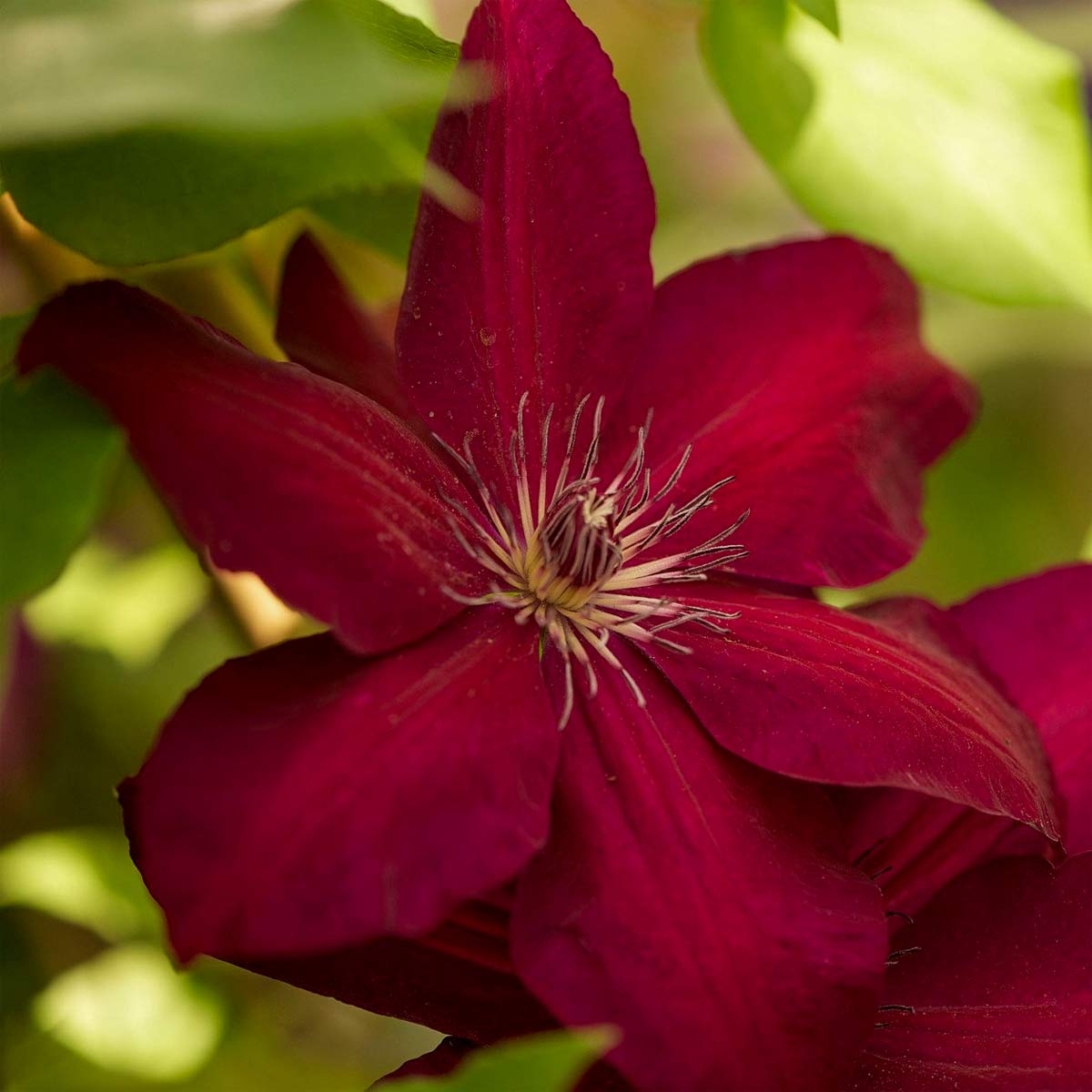 Clematis 'Rouge Cardinal'