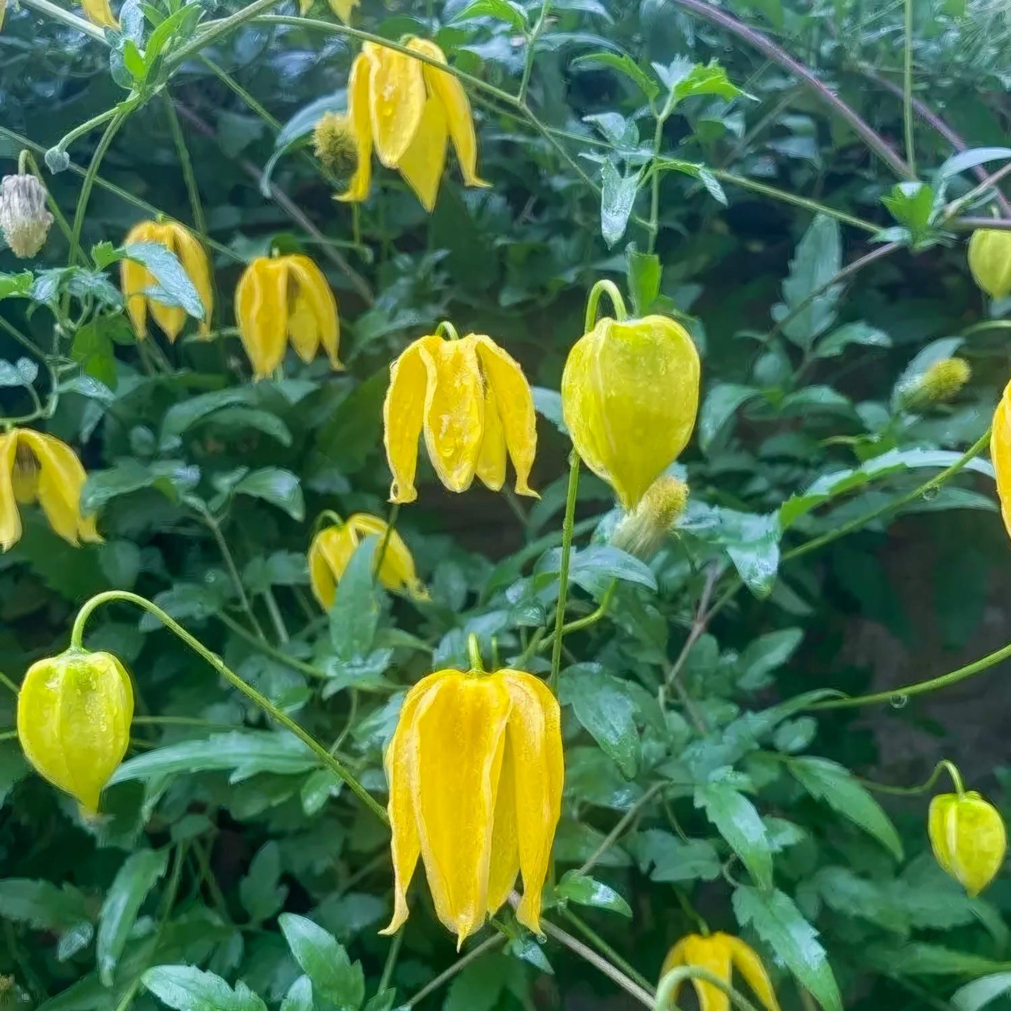 Clematis tangutica