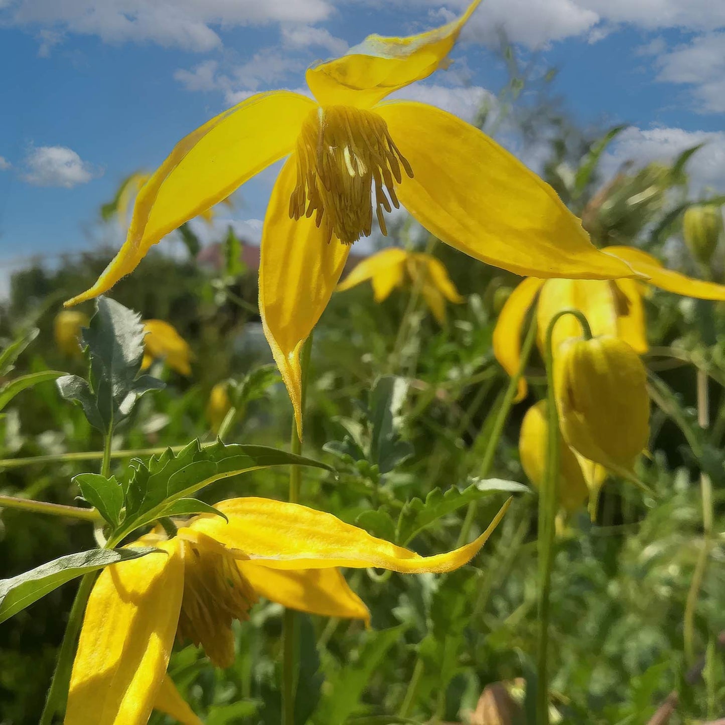 Clematis tangutica