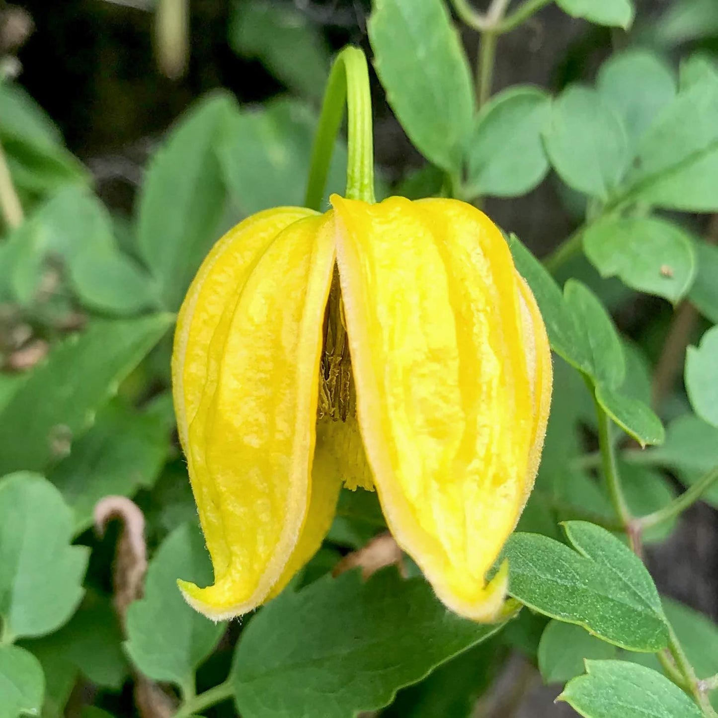 Clematis tangutica