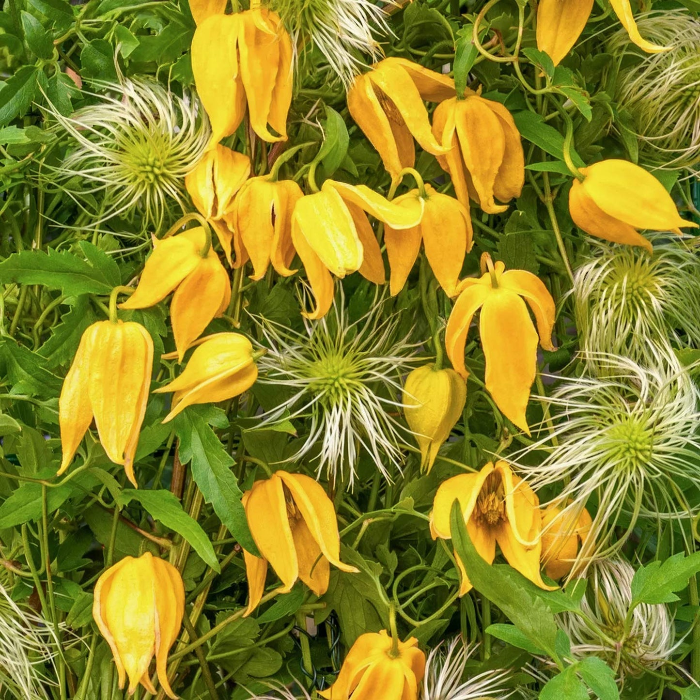Clematis tangutica