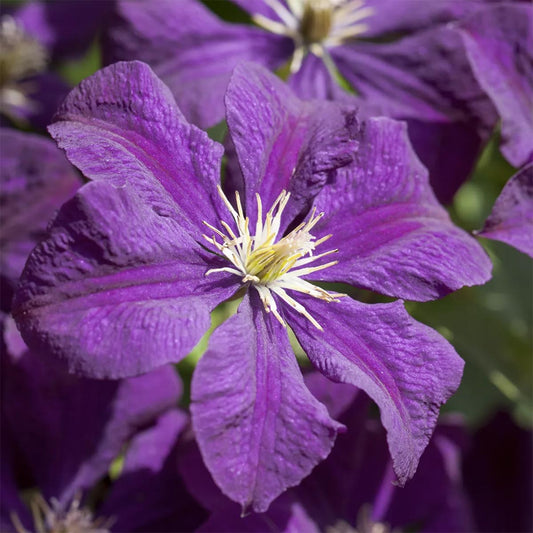 Clematis viticella 'Etoile Violette'