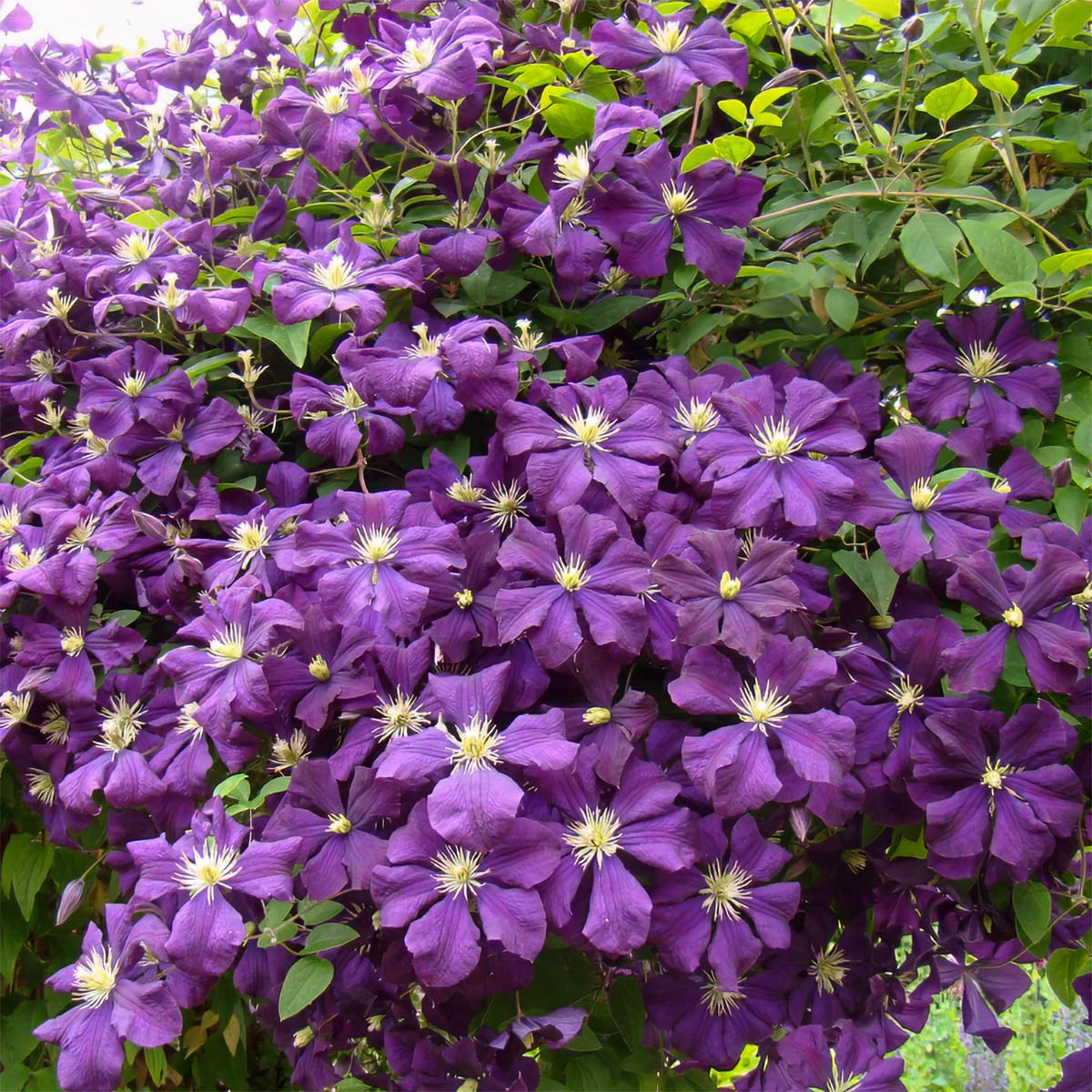Clematis viticella 'Etoile Violette'