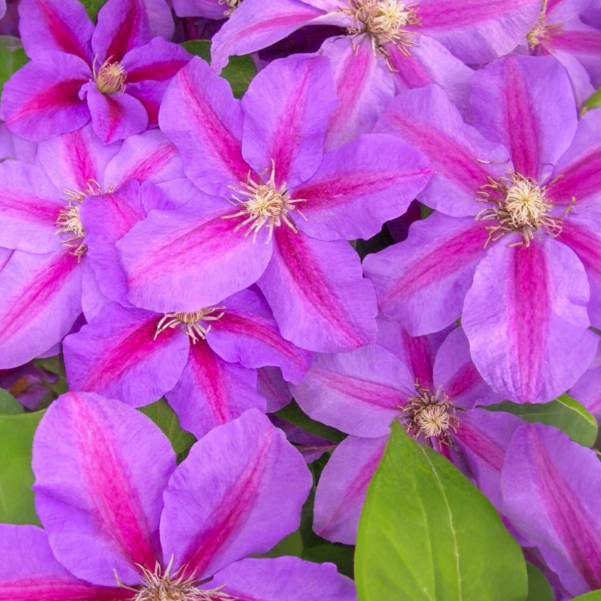 Clematis 'Vivienne Beth Currie'